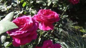 Мой Розовый Сад 2020г.  Роза "Юрианда" (Yurianda) в моём саду.