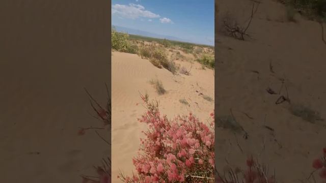 Саксаул оделся в яркие наряды смотреть онлайн