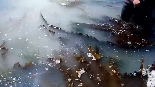 нерест селедки