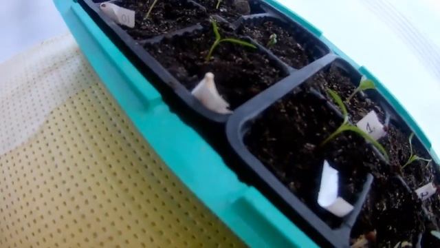 ☑️Запуск рассадника. Бюджетное выращивание своей рассады??? смотреть онлайн