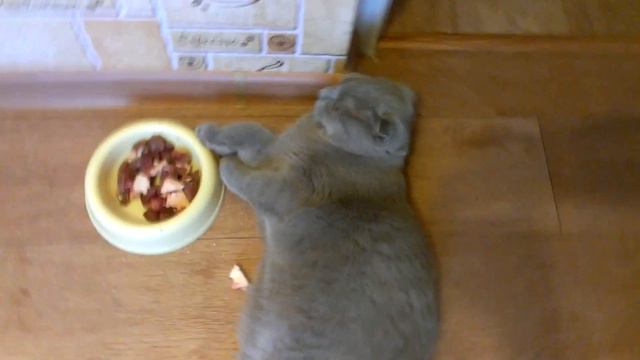 Когда у Вас ну ооочень ленивый кот...When you have a very lazy cat... смотреть онлайн