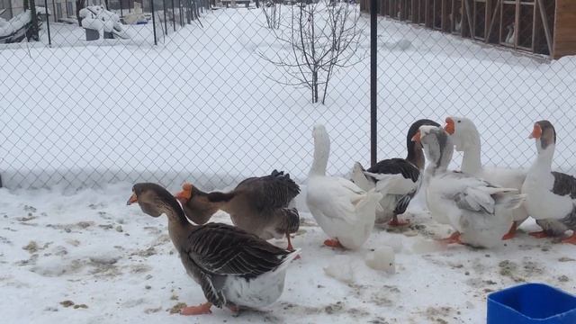 Холмогорские гуси в Овчинино. смотреть онлайн
