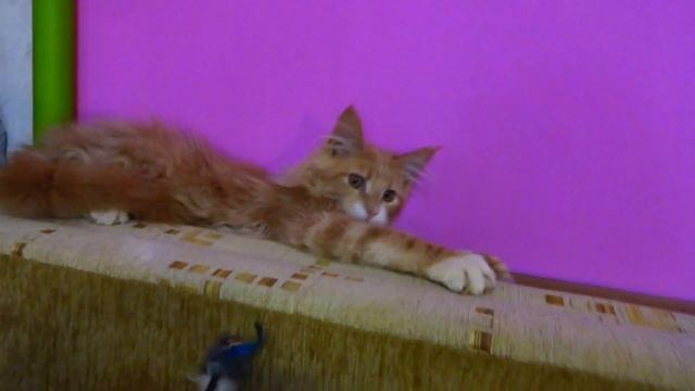 Мальчик мейн кун кремовый с белым смотреть онлайн