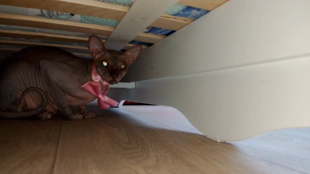кошка в банте🎀