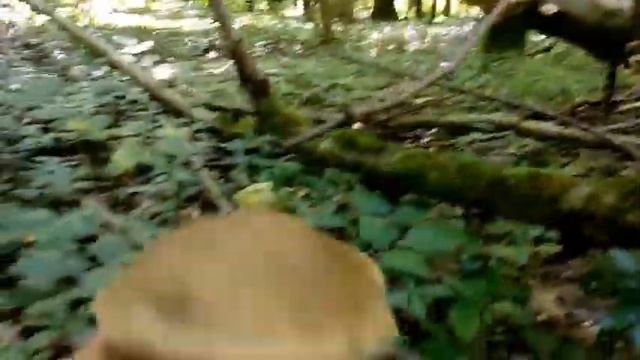 Подберёзовики. 04. 08. 2018. Деревья в лесу - дуб и граб. Приятная и результативная прогулка. смотреть онлайн