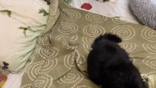 Котики Свозила кошечку Мальву к вету. Все нормально, сказали, что бывает такое, должно рассосаться смотреть онлайн