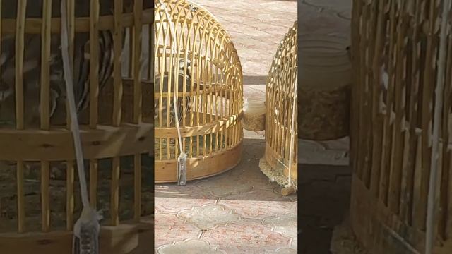 домашня курапатка Кеклик смотреть онлайн