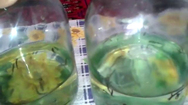 Разведение пиявок в домашних условиях. Часть 1 смотреть онлайн