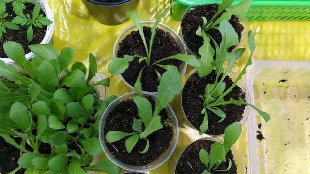 Пикировка статицы, гелихризиума. смотреть онлайн