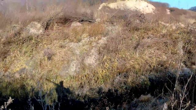 ОХОТА на ФАЗАНА С СОБАКОЙ Русский спаниель. Как быстро общипать фазана. смотреть онлайн