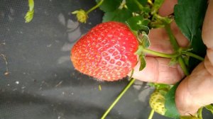 Вима Занта Созрел 07.06.2021