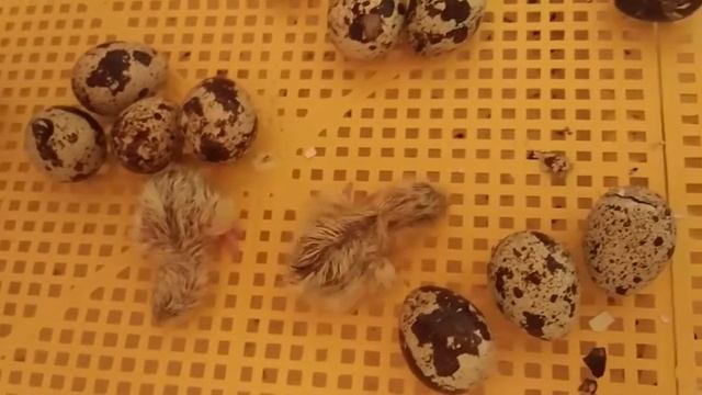 Вылупления птенцов перепёлки смотреть онлайн