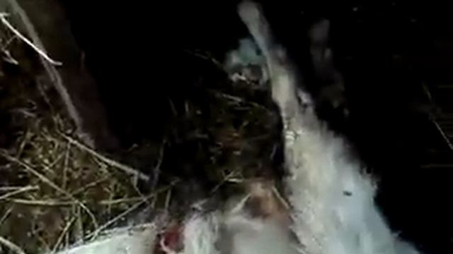 SecretPlanet_chupacabra_Sibir_15072011.flv смотреть онлайн