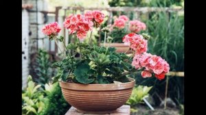 Герань в доме! Приметы и суеверия о цветке. Стоит ли держать герань дома?