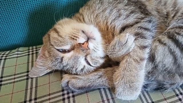 Путешествие во сне. смотреть онлайн