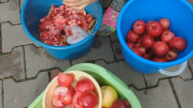 Яблоки сорт Сирена, переработка на сок. смотреть онлайн