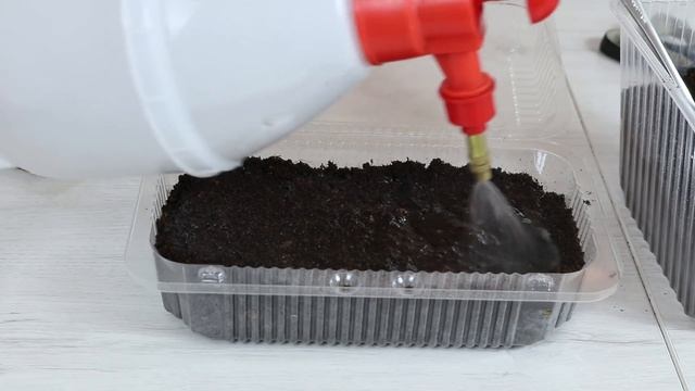 Как посадить БАРХАТЦЫ на рассаду смотреть онлайн