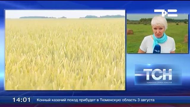 Областной День поля. Включение смотреть онлайн