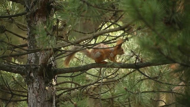 Рыжая белка / сбор грибов / Red squirrel. смотреть онлайн