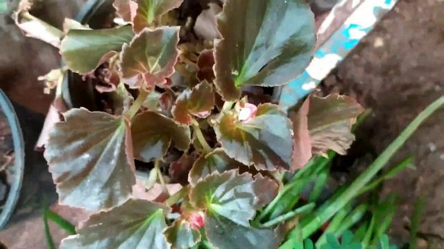A collection of beautiful begonias.....can never get enough❤️lovely to see and hold 🌱 смотреть онлайн