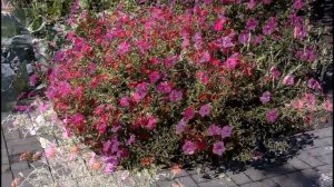 Обзор петунии Петуния Тайдал Вэйв F1 силвер,чери,хот пинк *Pan American*