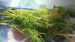 ГУСЕНИЦА БАБОЧКИ - МАХАОН - ЗНАКОМСТВО ( ПИТОМНИК "МАРИ МИСТИК" )