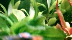 Аквариумные растения выделяют кислород (пузыряют)