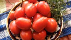 Обзор томата Боец (Буян)