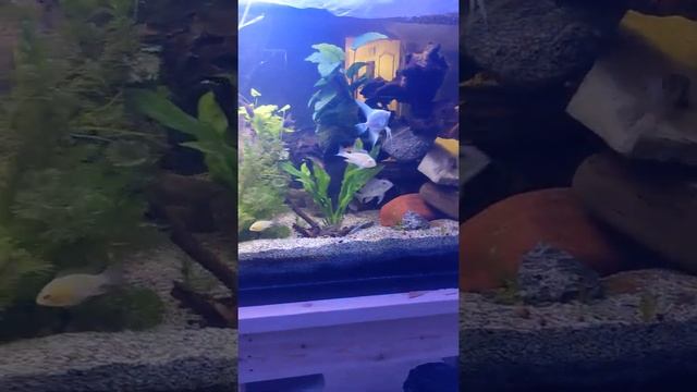 my Aquariums dec 7 2020 смотреть онлайн