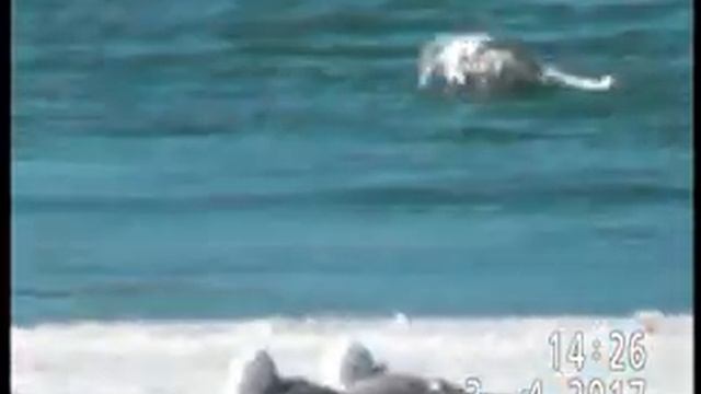 ЧАЙКИ(черноголовый хохотун и хохотунья) В ПАВЛОДАРЕ