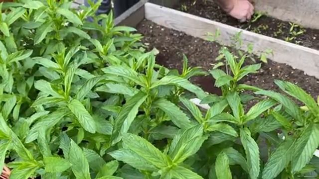 В гостях у Элины в саду ? смотреть онлайн