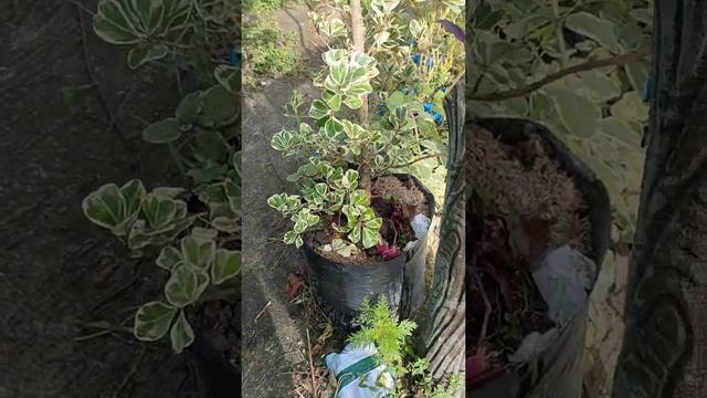 SUPER LUSH MOTHER PLANT OF VARIEGATED FICUS TRIANGULARIS смотреть онлайн