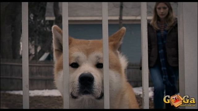 Хатико: история!