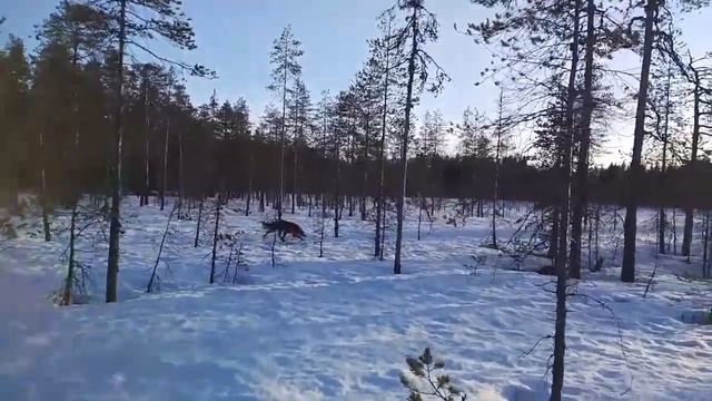 Встречаем рассвет в лесу. смотреть онлайн