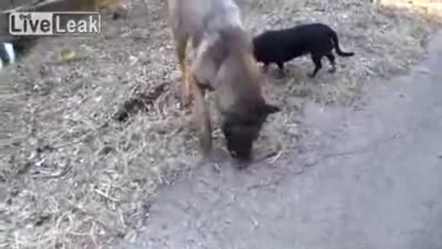 Настоящий охотник смотреть онлайн