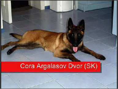 Щенки Бельгийского малинуа. (Malinois K-9 Center)