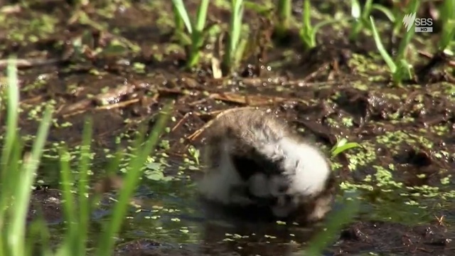 Wild Germany - Coasts