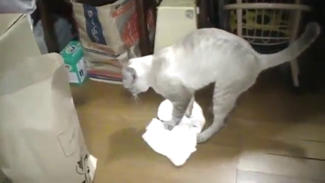 Кот моет полы! смотреть онлайн