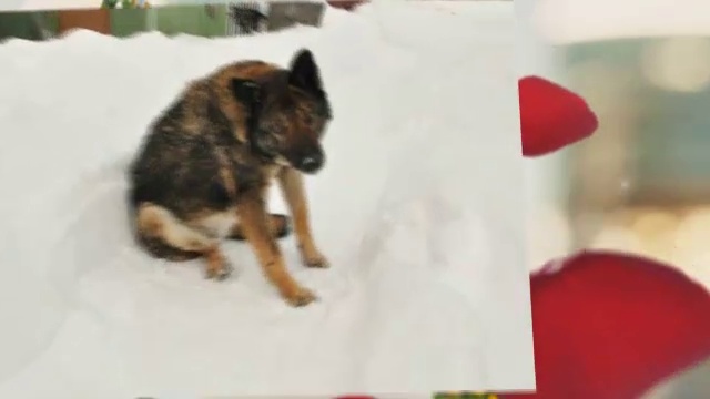 Нежные лепестки роз. Видео из фото. смотреть онлайн