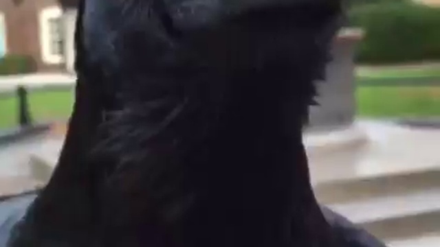 Sweet Crow смотреть онлайн