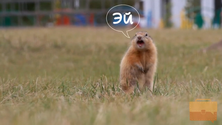 Суслики, забавные жители Татышев. Остров 4000 сусликов (и это не предел) смотреть онлайн