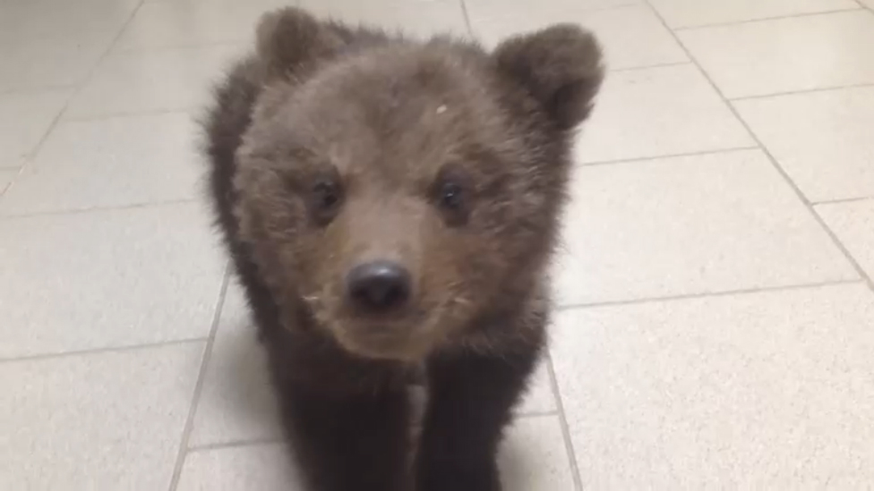 Михал Потапыч нежданный гость смотреть онлайн