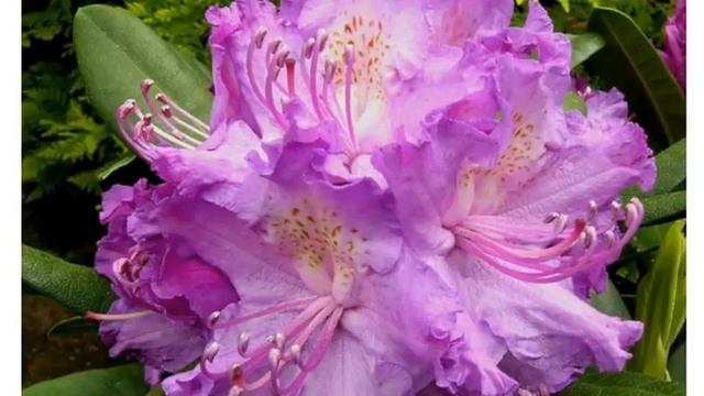 Rhododendron 'Alfred' смотреть онлайн