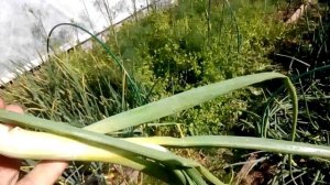 лук шалот из чернушки через рассаду