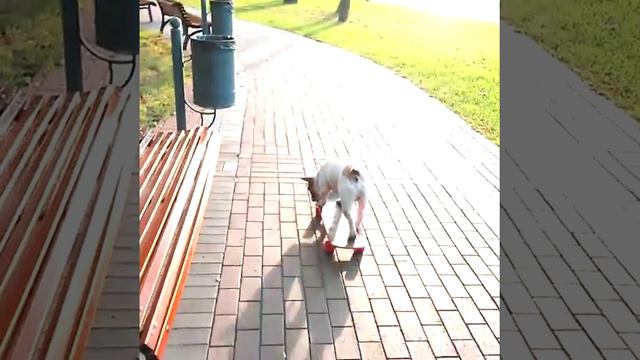 Француз на скейте смотреть онлайн
