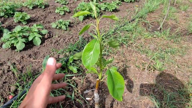 Результат весенней прививки. Уход за деревьями смотреть онлайн