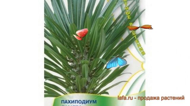 Пахиподиум обыкновенный Пахиподиум Ламера ? обзор: как сажать, семена пахиподиума Пахиподиум Ламера смотреть онлайн