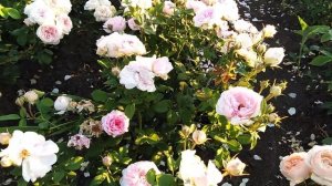 Англичанка Шарифа Асма ( Sharifa Asma) rozapochtoi.ru