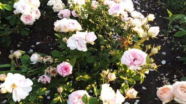 Англичанка Шарифа Асма ( Sharifa Asma) rozapochtoi.ru