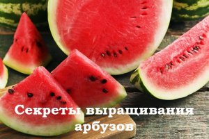 Как вырастить Арбузы.mp4